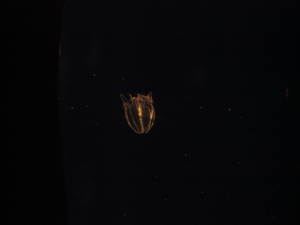カブトクラゲ