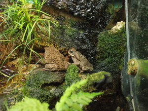 オオヒキガエル