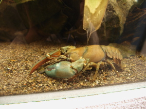 ウチダザリガニ