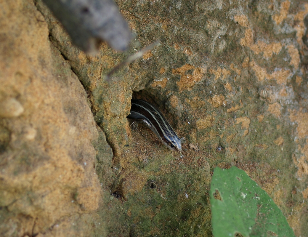 背中に虫が…トビムシ？