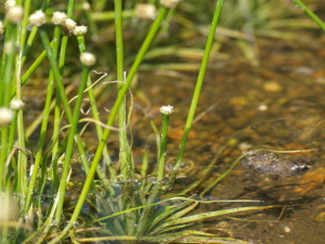 水生植物…