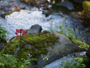 お花…
