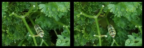 キアゲハ幼虫―平行法で…