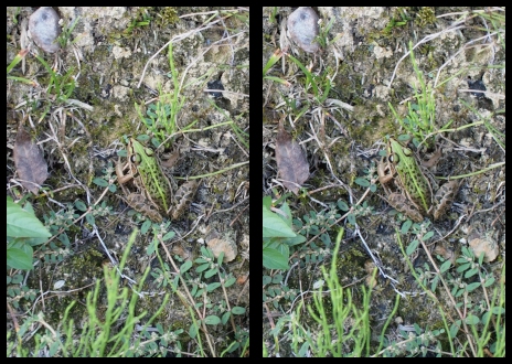 トノサマガエル―平行法で…