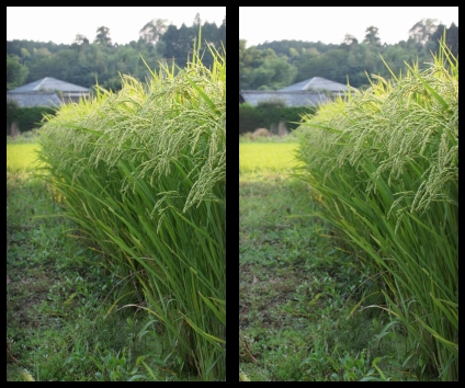 稲穂が…―平行法で…
