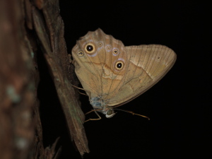これじゃ「夜の蝶」…妖しい？