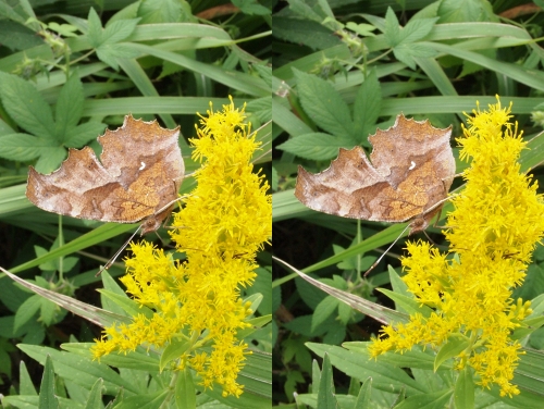 食草カナムグラが見えてますね…
