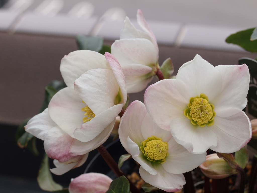 お花…