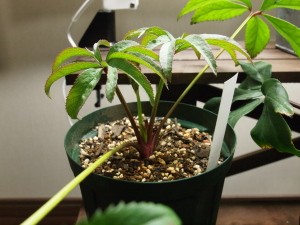 植え替え完了～頑張れ～！