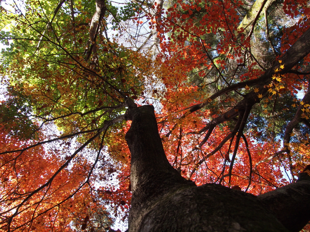 ついでに紅葉も…