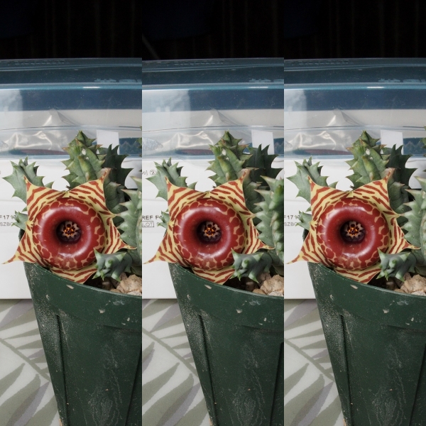 造花のような質感のお花…