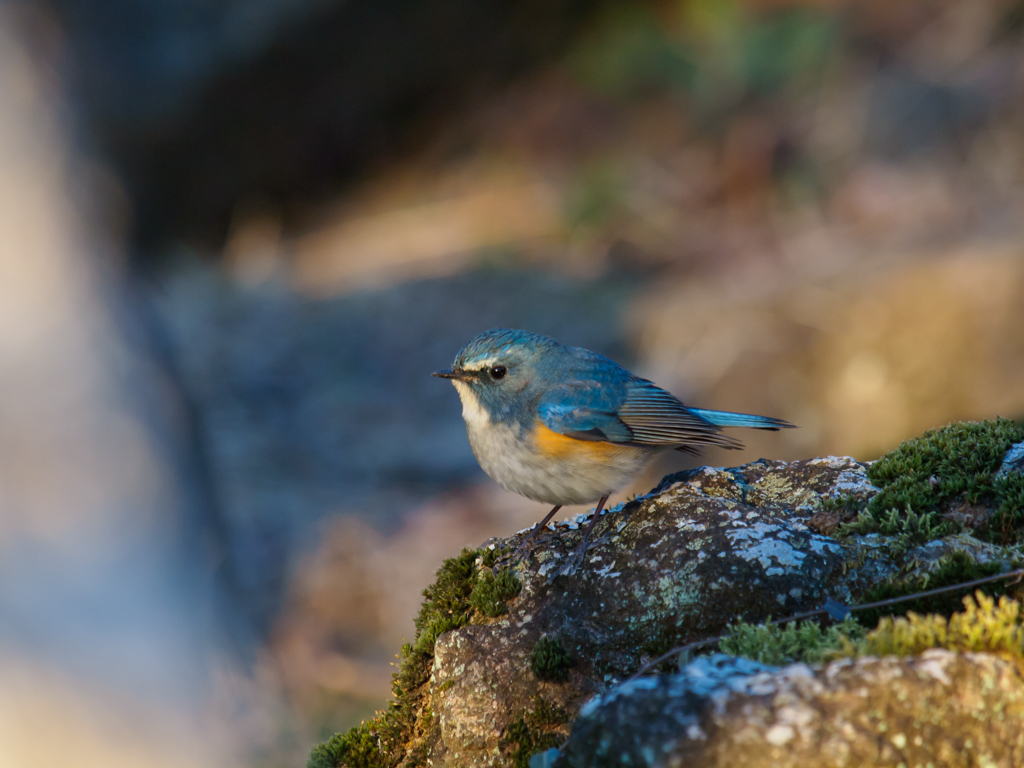 青い鳥…（ちょっと若いか…）