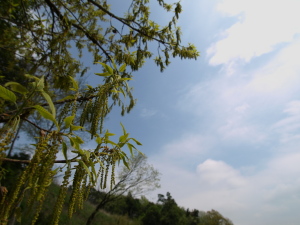 お花