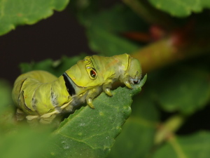 凄いいきおいで…