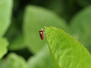 黄色いハートを背負ってます… 黄色いハートを背負ってます…