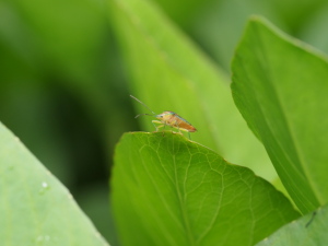 ちょこまかと動かれ、案外撮りにくい… ちょこまかと動かれ、案外撮りにくい…