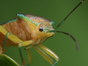 ピクセル等倍で… ピクセル等倍で…
