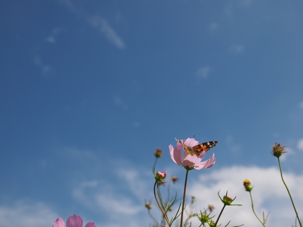 秋の空に…
