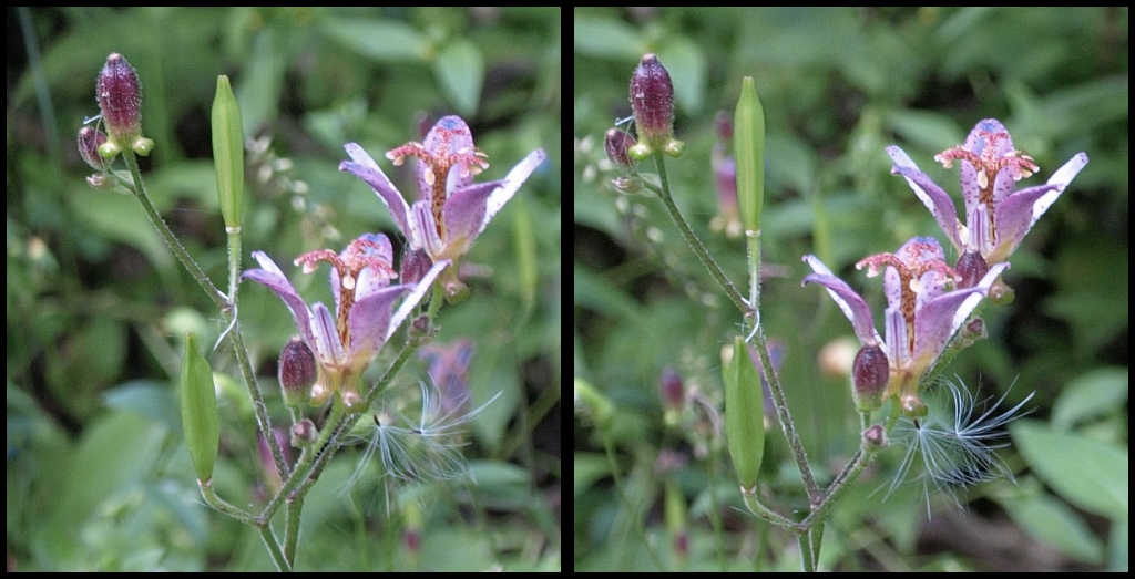 ほととととととぎす…の仲間…