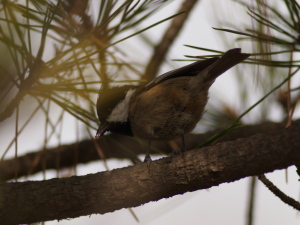 枝かぶり… 枝かぶり…