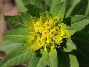 ノウルシのお花… ノウルシのお花…