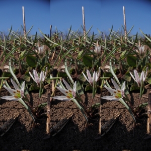 LRL配置です。 LRL配置です。