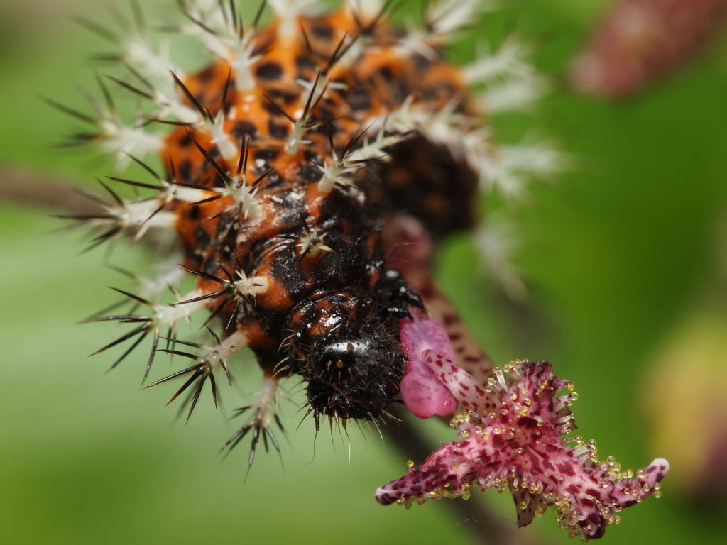 食べてるのはタイワンホトトギスかな？