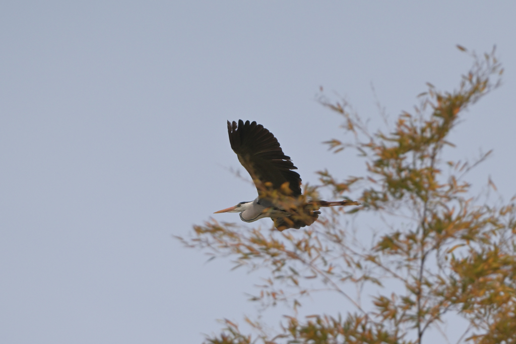 グレイヘロン…