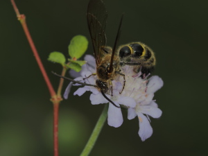 マツムシソウになんとかハラナガツチバチ…
