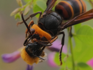 ハナバチ類（？）の肉団子作成中でした…トリミングで…