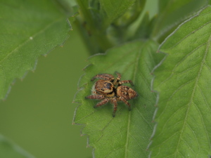 紋のはっきりしたタイプ…