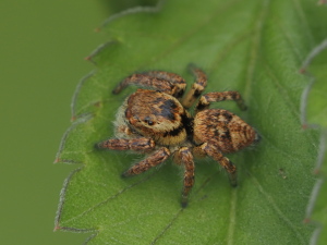 トリミングで…
