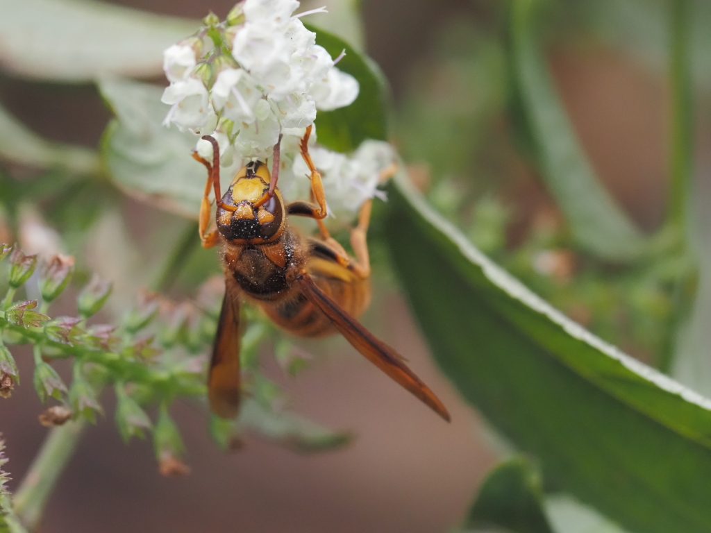 まあ、採蜜している個体はまだ…