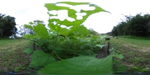 ふっくらした雀の幼虫