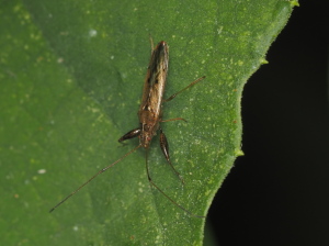 ヒゲナガカメムシ…