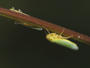 眼がかっこいいですね~… 眼がかっこいいですね~…