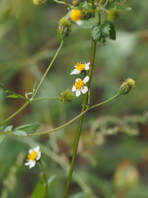 アイノ…のような気がします… アイノ…のような気がします…
