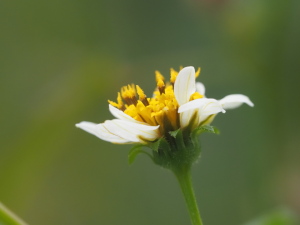 種にならなければかわいいお花…種は凶悪ですが… 種にならなければかわいいお花…種は凶悪ですが…