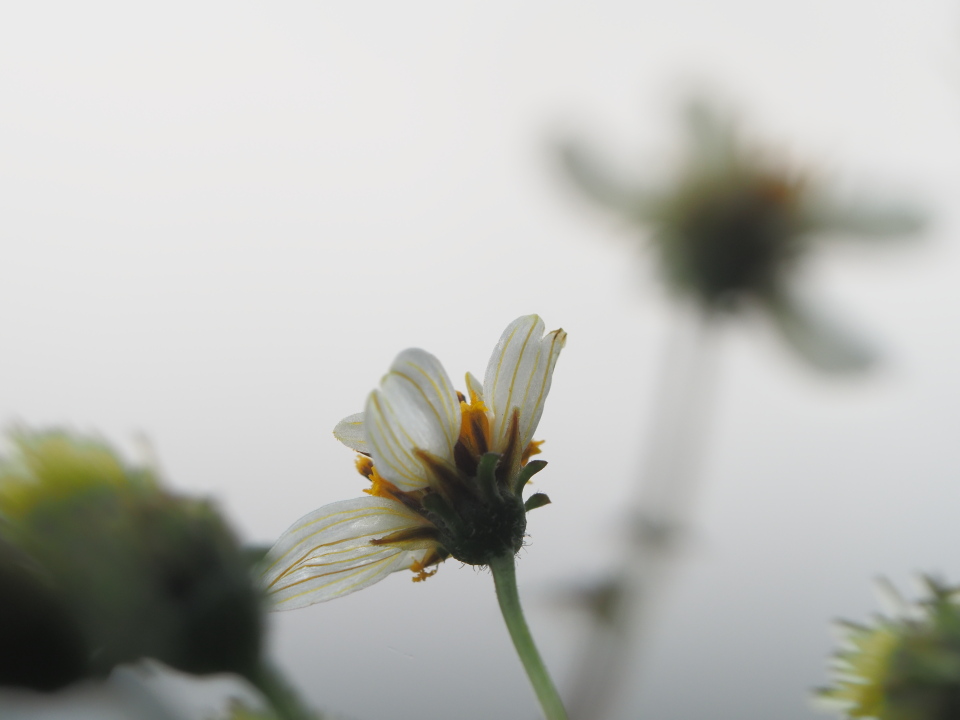 大分コシロノっぽいですが、アイノなのかなぁ…
