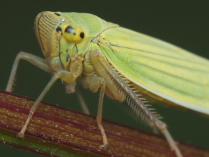 この後肢の折り畳みが何とも言えない! この後肢の折り畳みが何とも言えない!