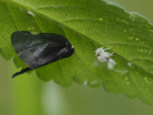 羽化直後はこんな真っ黒らしいです…