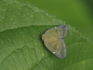 こちらは普通のアミガサハゴロモ…