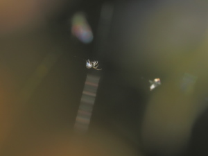 シロカネイソウロウグモ元画像…