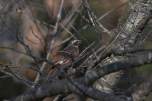 ツグミ枝被り…