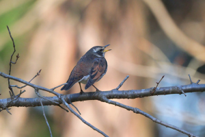 でもそれほど怖くもない感じ？