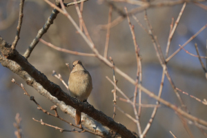 ジョウビタキはメスの方がかわいいと思います…
