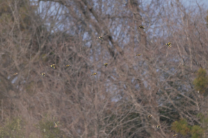 カワラヒワ… カワラヒワ…