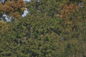 カワラヒワ… カワラヒワ…