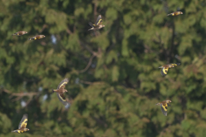 トリミングで… トリミングで…