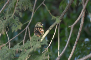 アオジ右向き… アオジ右向き…